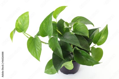 Money Plant Green in 4 Inch Nursery Pot