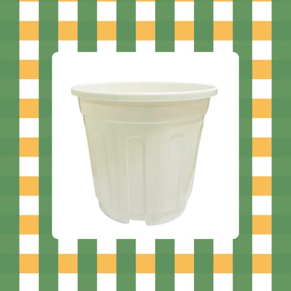 Free Gift - 6 Inch White Super Nursery Pot - Flash Sale