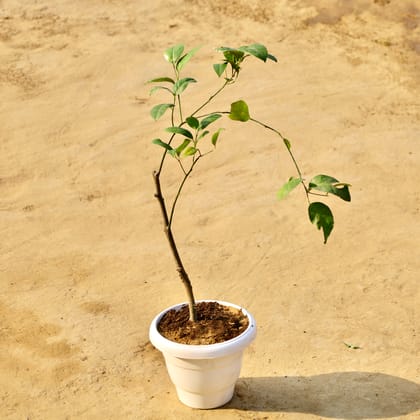 Buy Jack Fruit / Kathal  in 8 Inch White Classy Plastic Pot Online | Urvann.com
