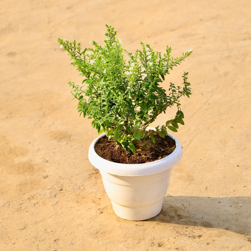 Cuphea / False Heather White in 8 Inch White Classy Plastic Pot