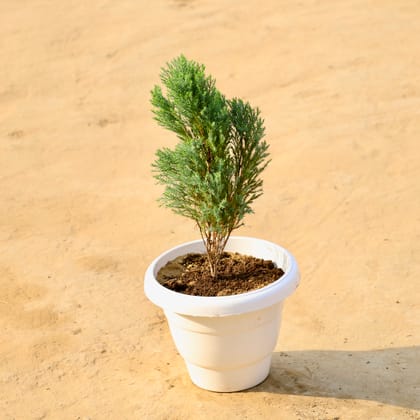 Buy Cypress green in 8 Inch White Classy Plastic Pot Online | Urvann.com