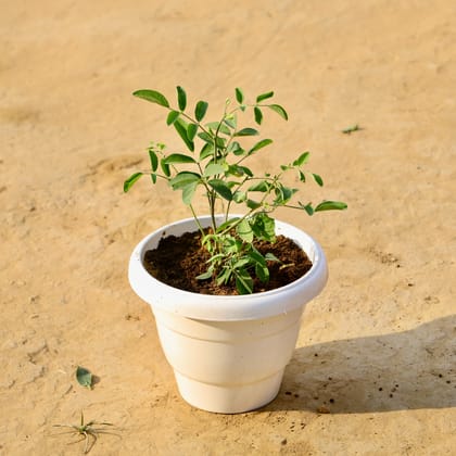 Buy Aparajita (Any Colour) in 8 Inch White Classy Plastic Pot Online | Urvann.com