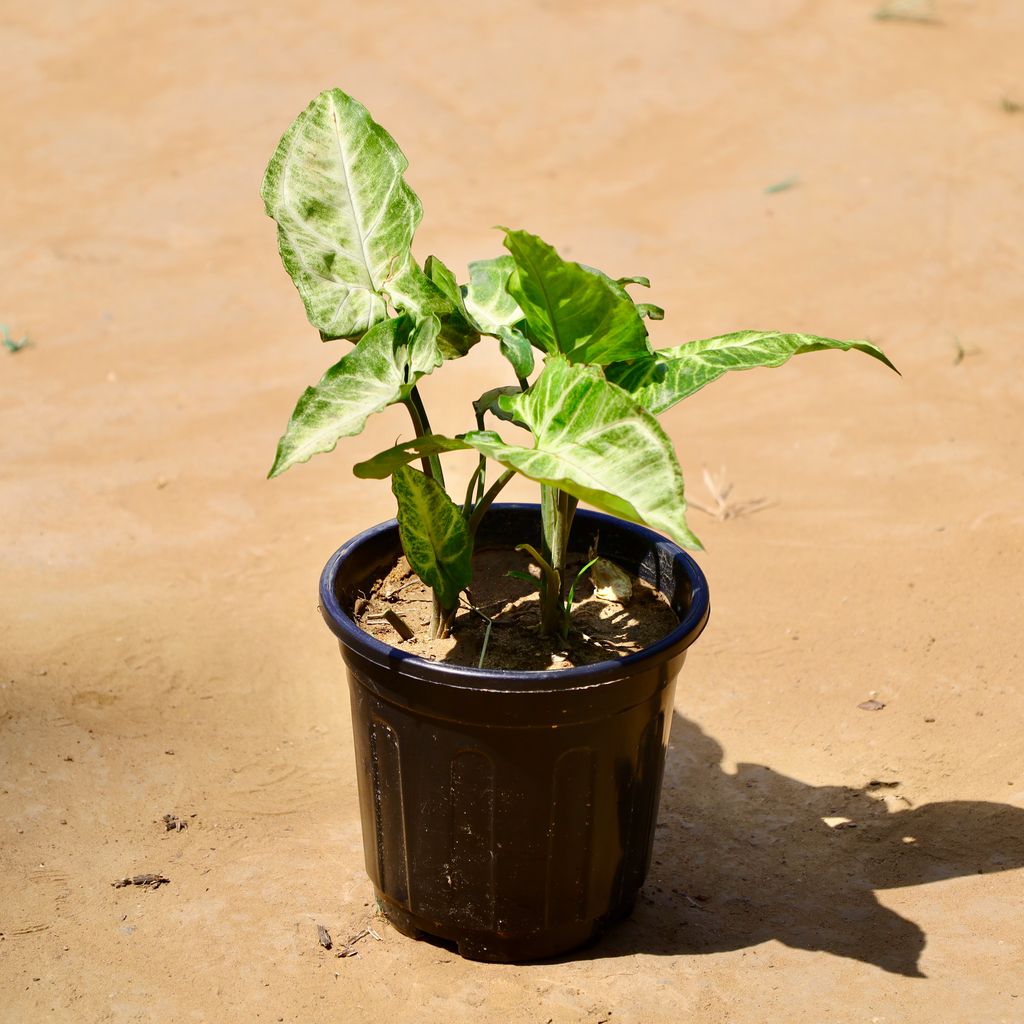 Buy Syngonium green in 6 Inch Black Super Nursery Pot Online | Urvann.com Syngonium green in 6 Inch Black Super Nursery Pot