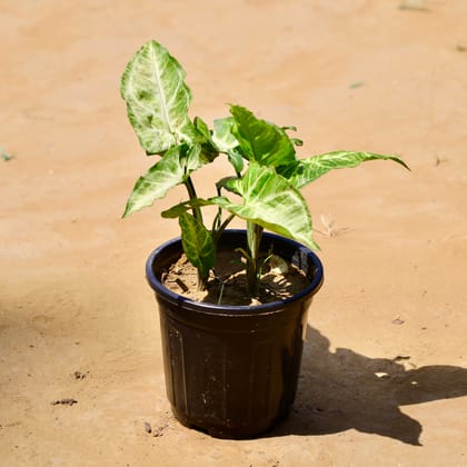 Buy Syngonium green in 6 Inch Black Super Nursery Pot Online | Urvann.com