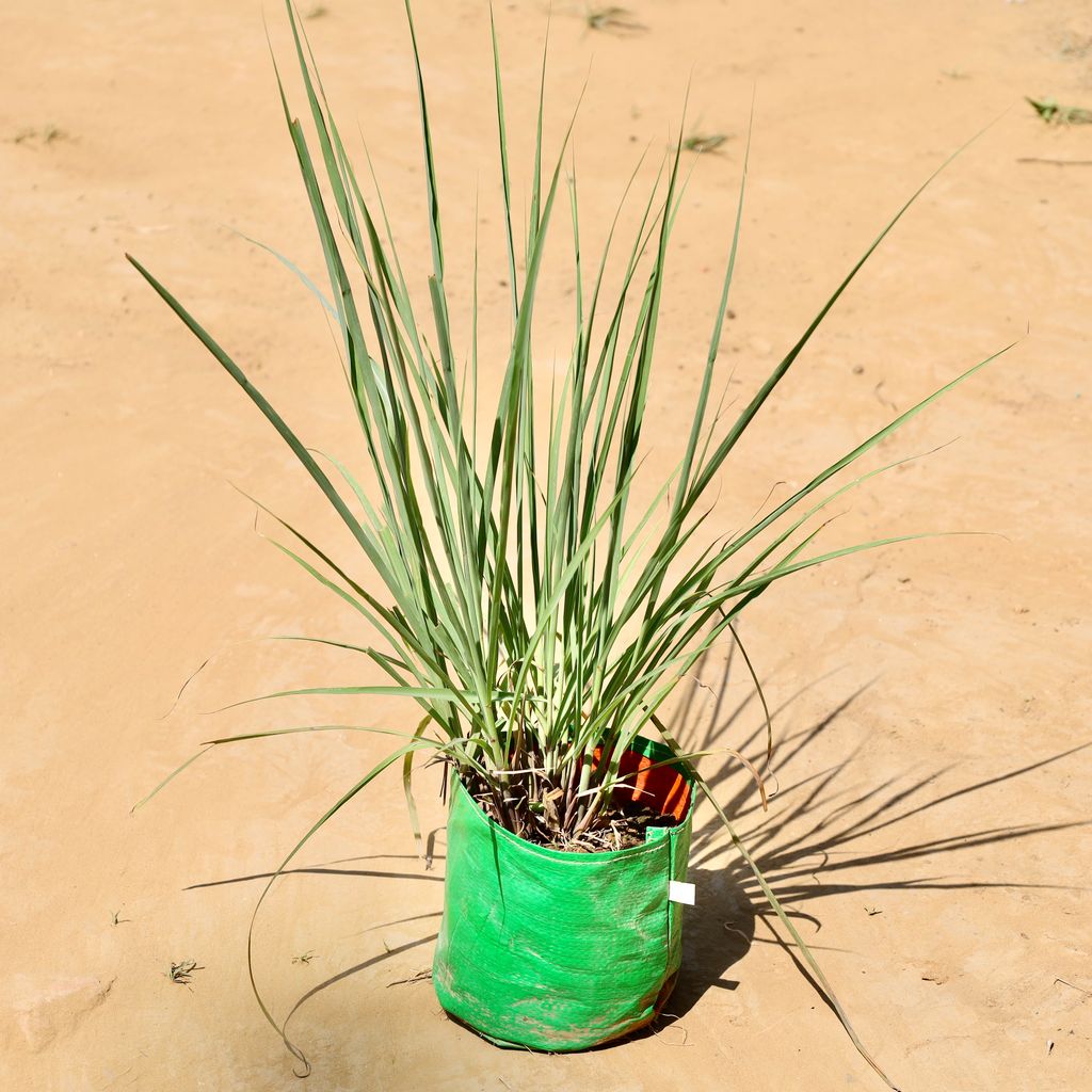 Buy Lemon grass in 6 Inch Grow bag Online | Urvann.com Lemon grass in 6 Inch Grow bag
