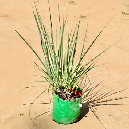 Buy Lemon grass in 6 Inch Grow bag Online | Urvann.com