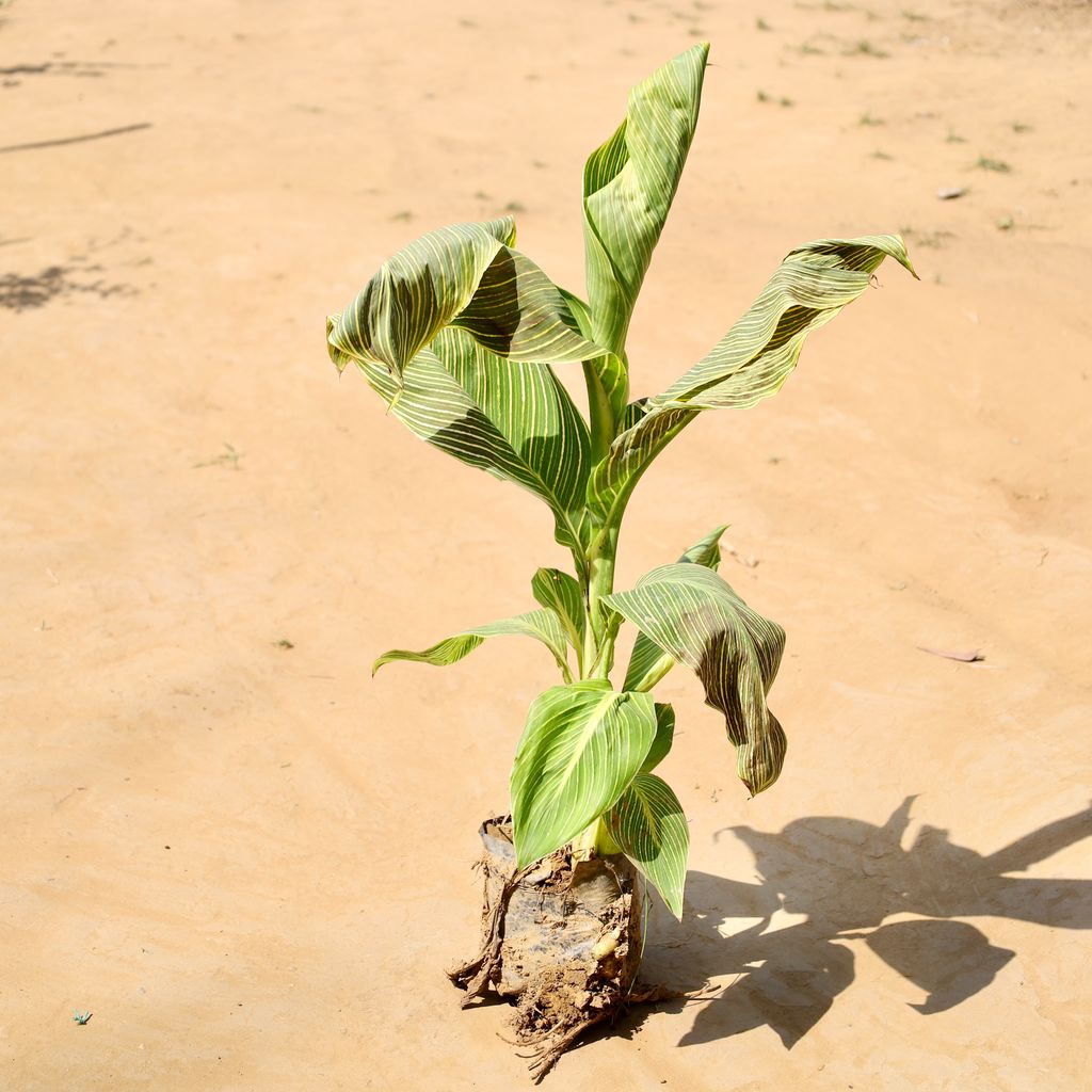 Buy Canna lily Variegated (any colour) in 5 Inch Nursery bag Online | Urvann.com Canna lily Variegated (any colour) in 5 Inch Nursery bag