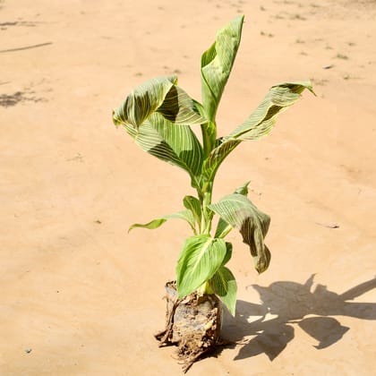 Buy Canna lily Variegated (any colour) in 5 Inch Nursery bag Online | Urvann.com