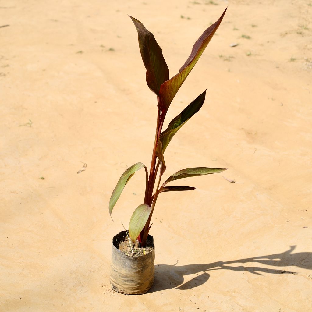Buy Canna lily red in 5 Inch Nursery bag Online | Urvann.com Canna lily red in 5 Inch Nursery bag