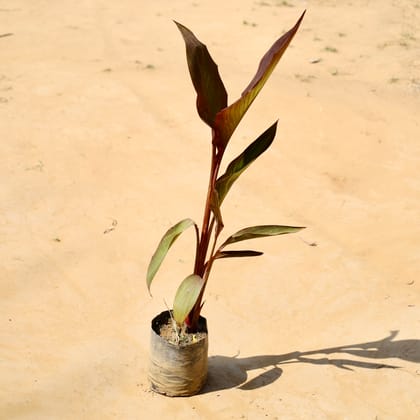 Buy Canna lily red in 5 Inch Nursery bag Online | Urvann.com