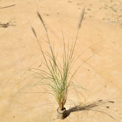 Buy Fountain grass green in 3 Inch Nursery bag Online | Urvann.com