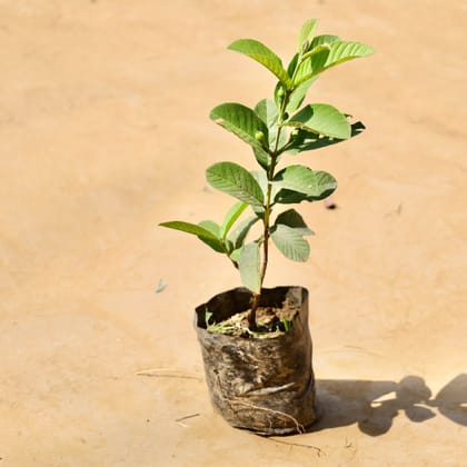 Buy Amrood / Guava in 5 Inch Nursery bag Online | Urvann.com
