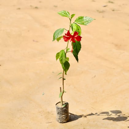 Buy Hibiscus / Gudhal (Any Colour) (~3 ft) in 4 Inch Nursery bag Online | Urvann.com