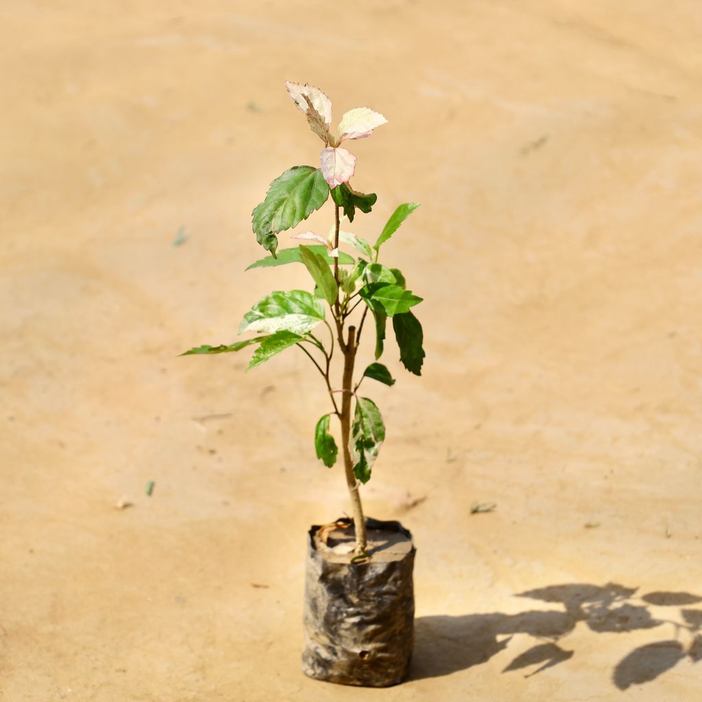 Buy Hibiscus white in 4 Inch Nursery bag Online | Urvann.com Hibiscus white in 4 Inch Nursery bag