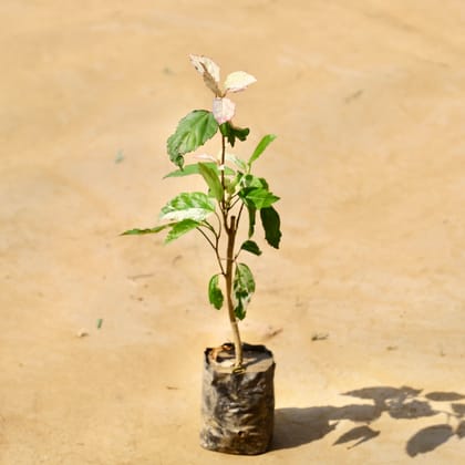 Buy Hibiscus white in 4 Inch Nursery bag Online | Urvann.com