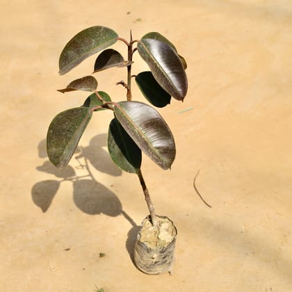 Buy Rubber plant (~ 1.5 ft) in 4 Inch Nursery bag Online | Urvann.com