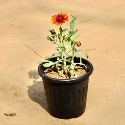 Buy Gaillardia / Blanket Flower (Any Colour) in 6 Inch Black Super Nursery Pot Online | Urvann.com