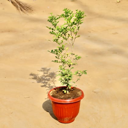 Buy Madhukamini (~ 1.5 ft) in 8 Inch Terracotta Red Olive Plastic Pot Online | Urvann.com