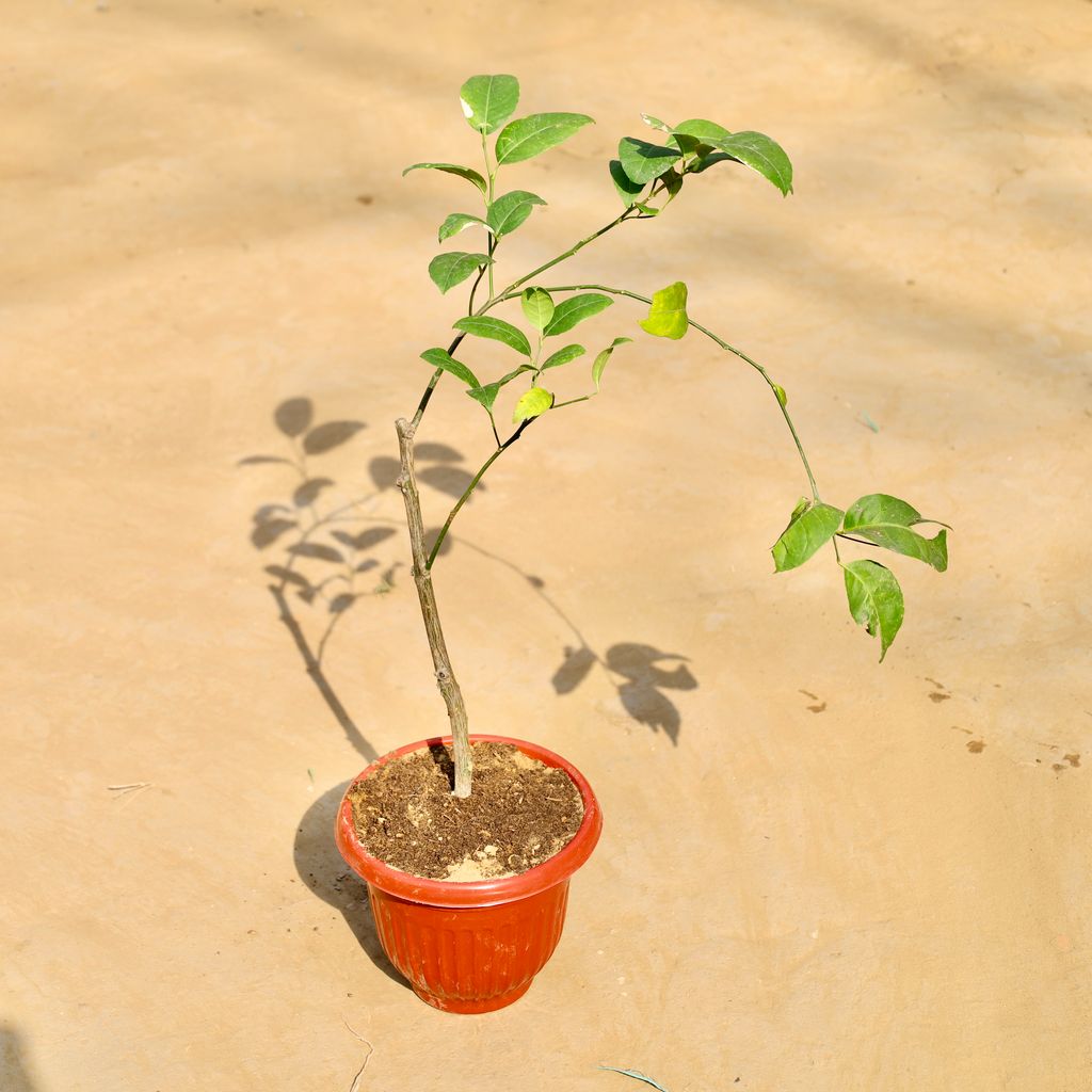 Jack Fruit / Kathal (~ 1.5 ft) in 8 Inch Terracotta Red Olive Plastic Pot