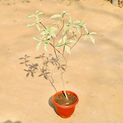 Buy Varigated chandni in 8 Inch Terracotta Red Olive Plastic Pot Online | Urvann.com