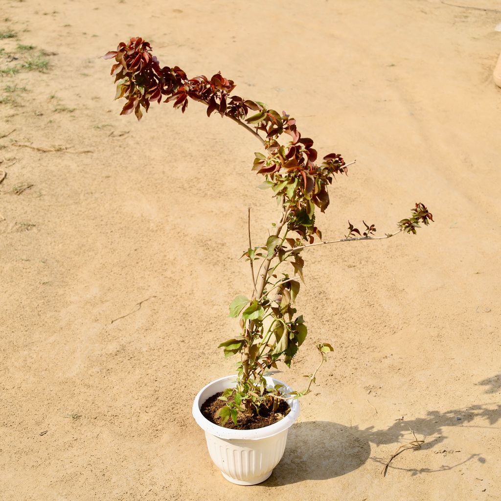Acalypha (Any Colour) (~ 3 ft) in 8 Inch White Olive Plastic Pot