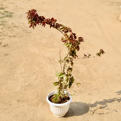 Buy Acalypha (Any Colour) (~ 3 ft) in 8 Inch White Olive Plastic Pot Online | Urvann.com