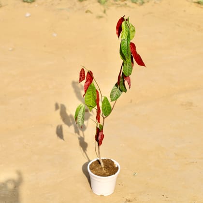 Buy Laila Majnu in 4 Inch White Nursery Pot Online | Urvann.com