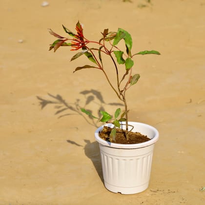 Buy Hamelia / Firebush (Any Colour) in 6 Inch White Super Nursery Pot Online | Urvann.com