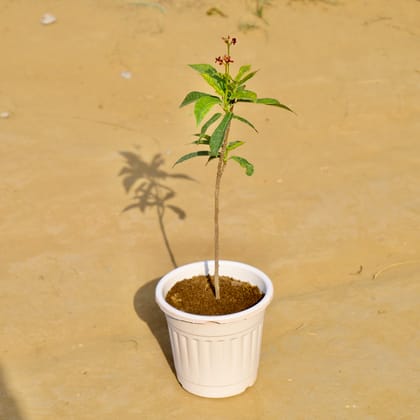 Buy Jatropha / Sundar Rupa in 6 Inch White Super Nursery Pot Online | Urvann.com