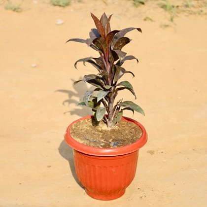 Buy Dracaena Red in 8 Inch Terracotta Red Olive Plastic Pot Online | Urvann.com