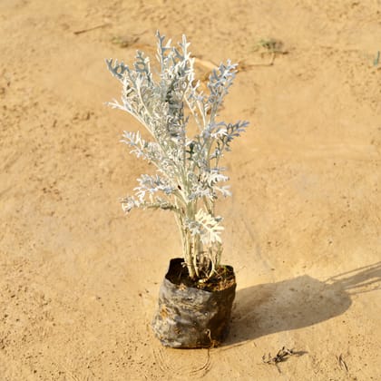 Buy Silver Dust in 3 Inch Nursery bag Online | Urvann.com