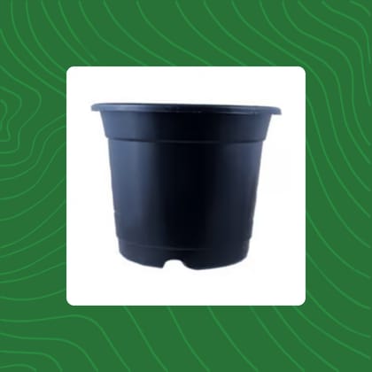 Free Gift - 4 Inch Black Nursery Pot - Flash Sale