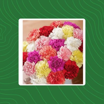 Free Gift - Carnation Mixed Seeds - Excellent Germination - Flash Sale