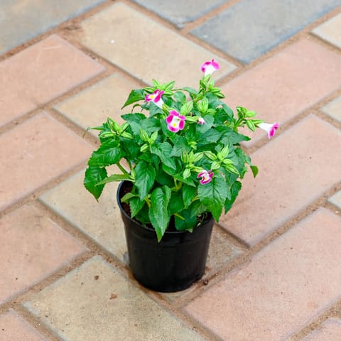 Torenia / Wishbone in 4 Inch Nursery Pot (Any Colour)