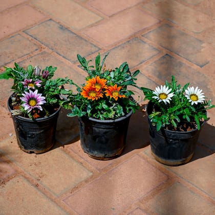 Buy Set of 3 - Gazania (Any Colour)  in 4 Inch Nursery Pot Online | Urvann.com