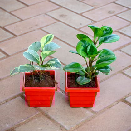 Set of 2 - Peperomia (Radiator & Obtusifolia) in 4 Inch 4 Inch Red Premium Orchid Square Plastic Pot