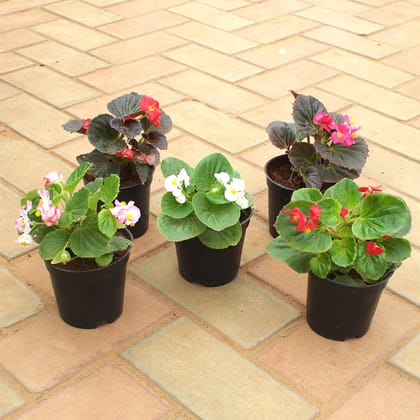 Buy Set Of 5 - Begonia (Any Colour) in 4 Inch Nursery Pot Online | Urvann.com