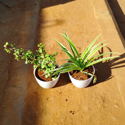Buy Set of 2 - Jade & Golden in 4 Inch White Premium Orchid Round Plastic Pot Online | Urvann.com