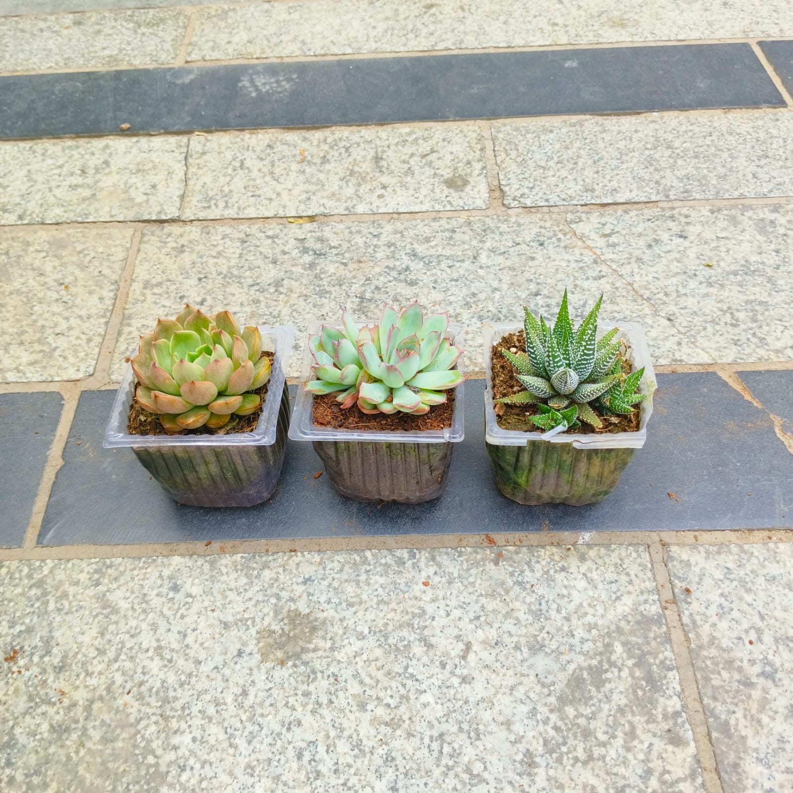 Set of 3 - Echeveria elegans, Echeveria Apus & Haworthia Zebrina in 3 inch Nursery Bag