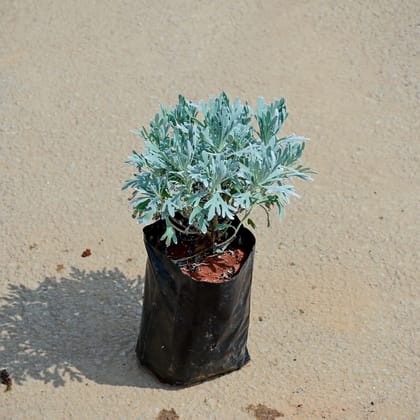 Buy Lavender in 4 Inch Nursery Bag Online | Urvann.com