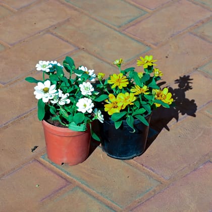 Buy Set of 2 - Zinnia (White & Yellow) in 4 Inch Nursery Pot Online | Urvann.com