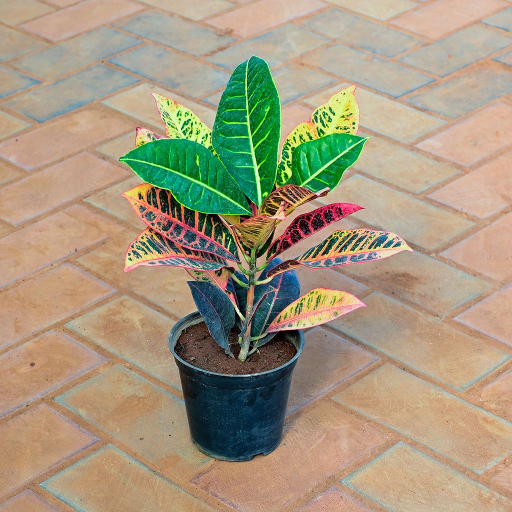 Buy Croton Petra in 5 Inch Nursery Pot Online | Urvann.com Croton Petra in 5 Inch Nursery Pot