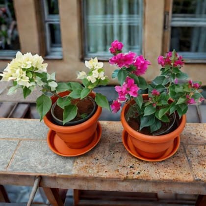 Set of 2 - Bougainvillea (White & Pink) in 7 Inch Red Classy Plastic Pot with Tray