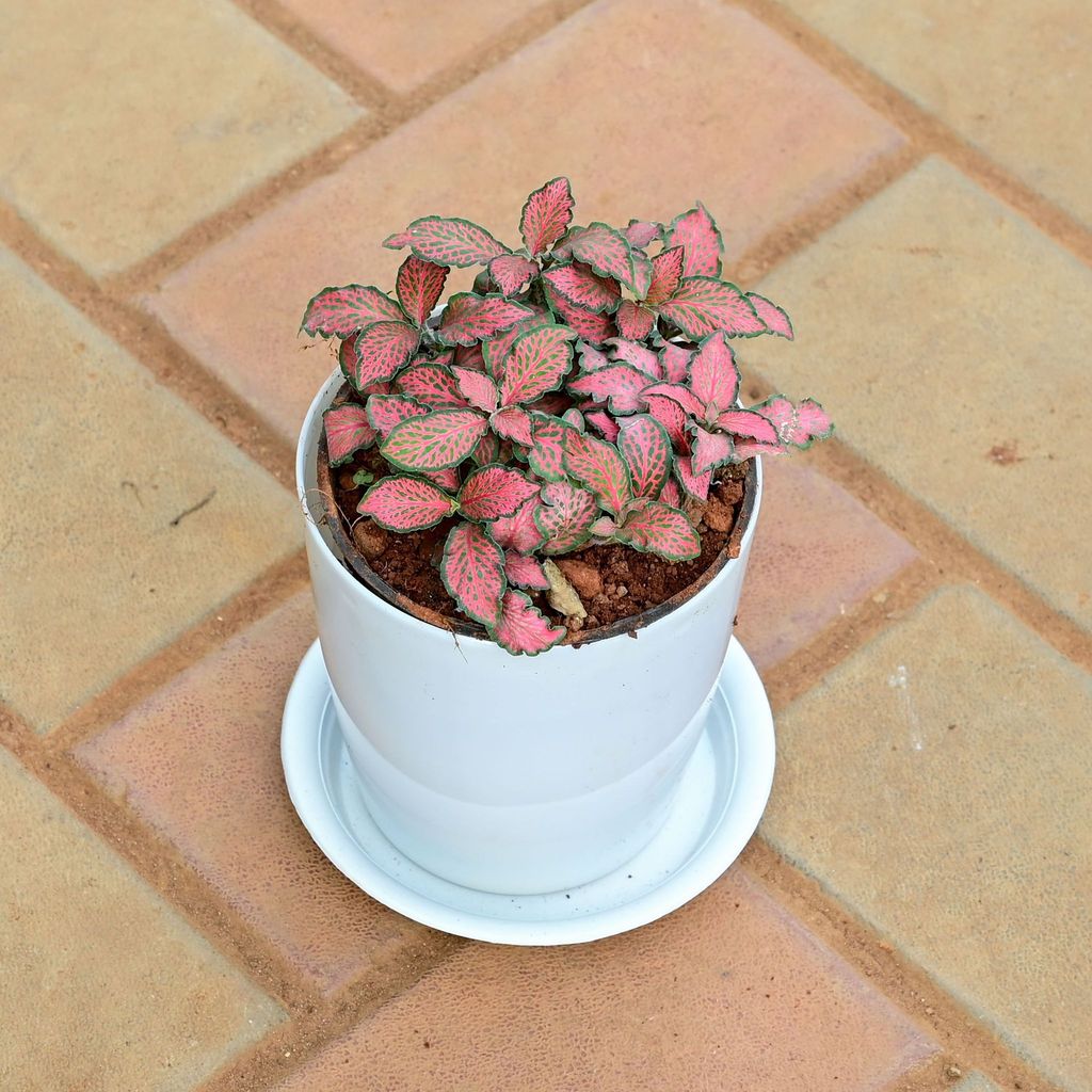 Buy Fittonia Red in 5 Inch White Premium Sphere Plastic Pot with Tray Online | Urvann.com Fittonia Red in 5 Inch White Premium Sphere Plastic Pot with Tray