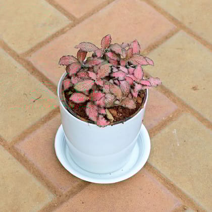 Buy Fittonia Red in 5 Inch White Premium Sphere Plastic Pot with Tray Online | Urvann.com