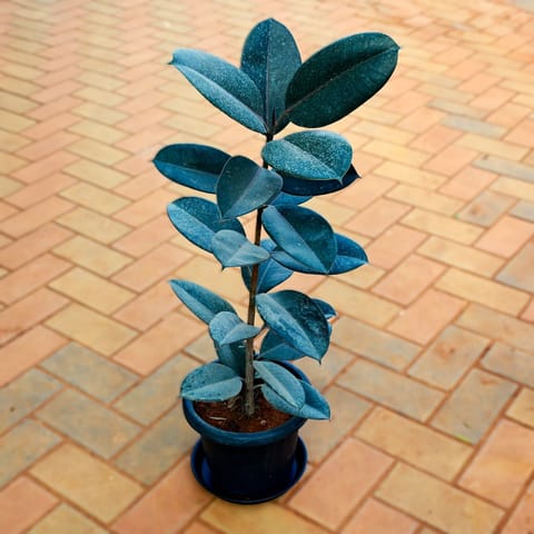 Rubber Black (~ 3 Ft) in 10 Inch Nursery Pot with Tray