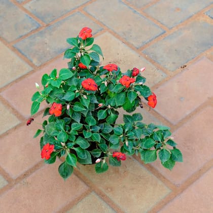 Buy Impatients Balsamina (any colour) in 4 Inch Nursery Pot Online | Urvann.com