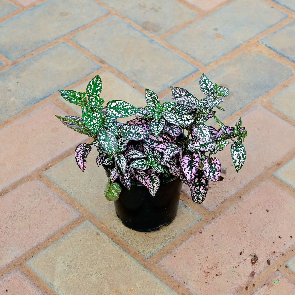 Buy Hypoestes / Polka Dot (any Colour ) in 4 Inch Nursery Pot Online | Urvann.com Hypoestes / Polka Dot (any Colour ) in 4 Inch Nursery Pot