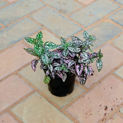 Buy Hypoestes / Polka Dot (any Colour ) in 4 Inch Nursery Pot Online | Urvann.com