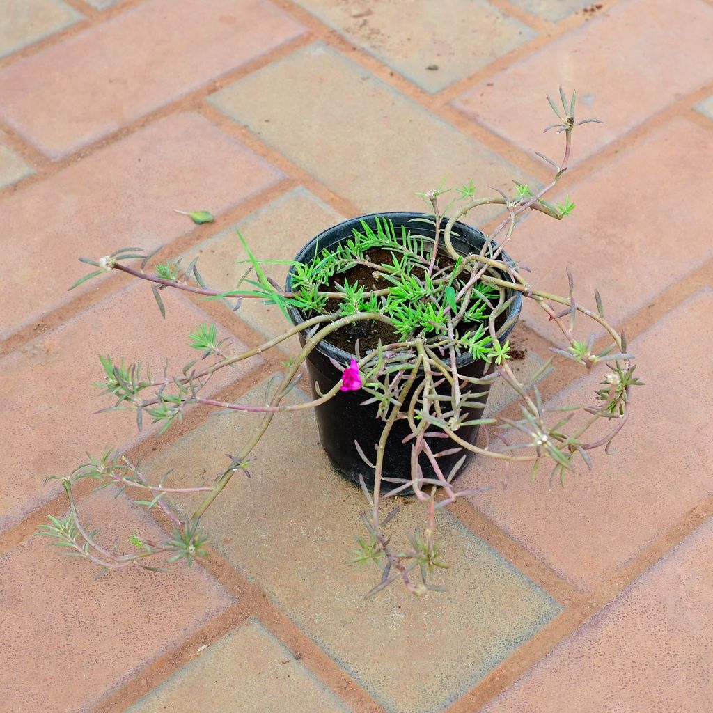 Buy Portulaca Moss Rose ( Any Colour ) in 4 Inch Nursery Pot Online | Urvann.com Portulaca Moss Rose ( Any Colour ) in 4 Inch Nursery Pot